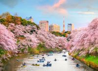 Ιαπωνία: Πρόωρη άνθησή των διάσημων φυτών Sakura, έχει προκαλέσει η κλιματική αλλαγή