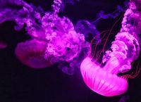 Μωβ μέδουσες: Εξαπλώνονται στις ελληνικές παραλίες – Που έχουν εντοπιστεί στην Αττική