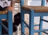 Αιδηψός: Συνελήφθη ο άνδρας που κλώτσησε το γατάκι – Η ανάρτηση Θεοδωρικάκου