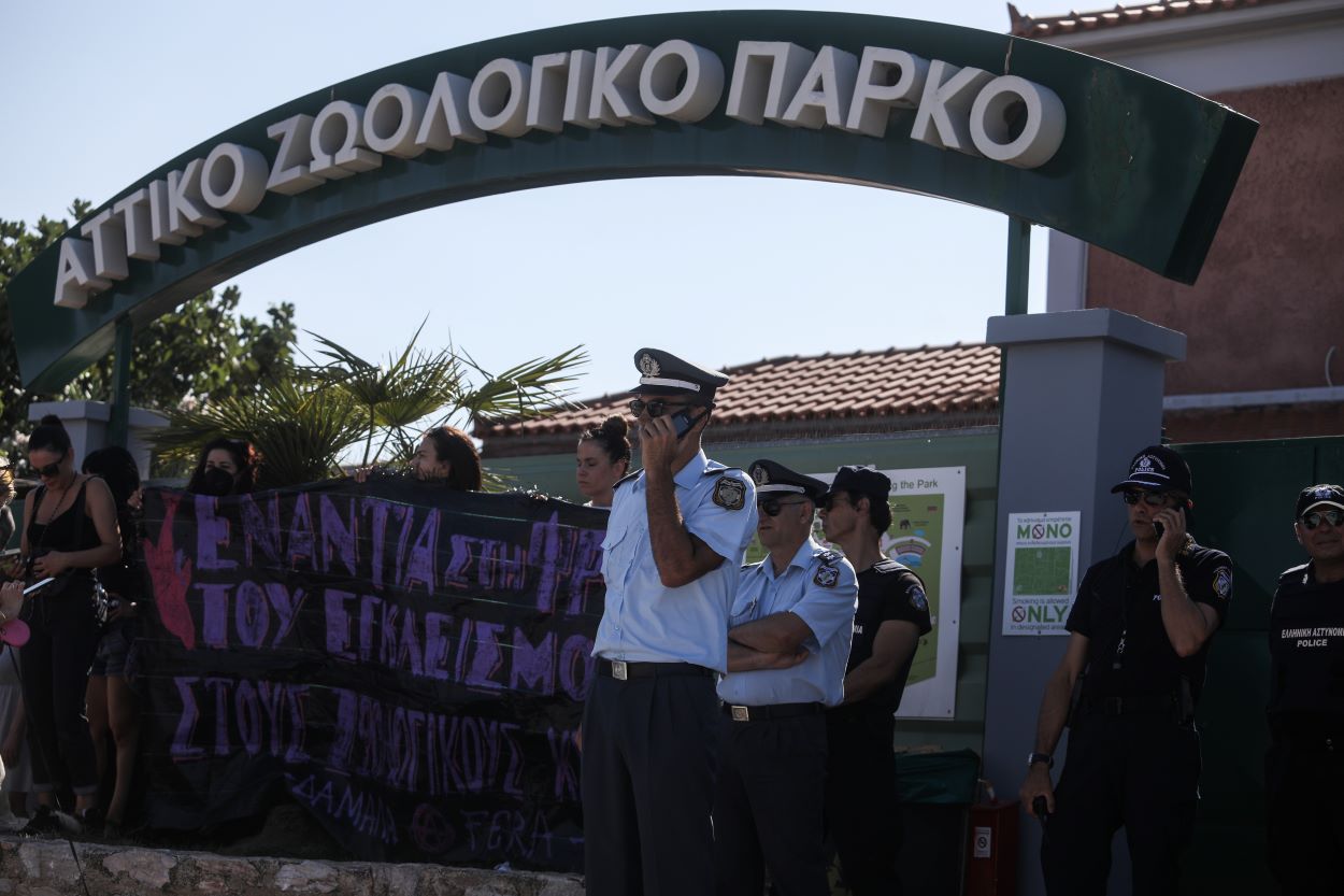 Αττικό Πάρκο: Προανάκριση για τη θανάτωση του χιμπατζή – Τον σκότωσαν πριν φτάσουν οι αστυνομικοί