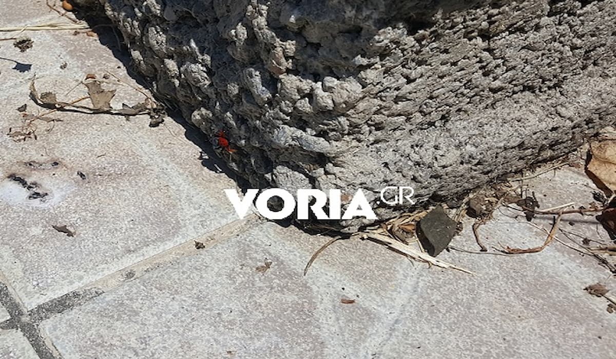 Θεσσαλονίκη: Δείτε σε ποια περιοχή εμφανίστηκε η αράχνη – πασχαλίτσα [pics]