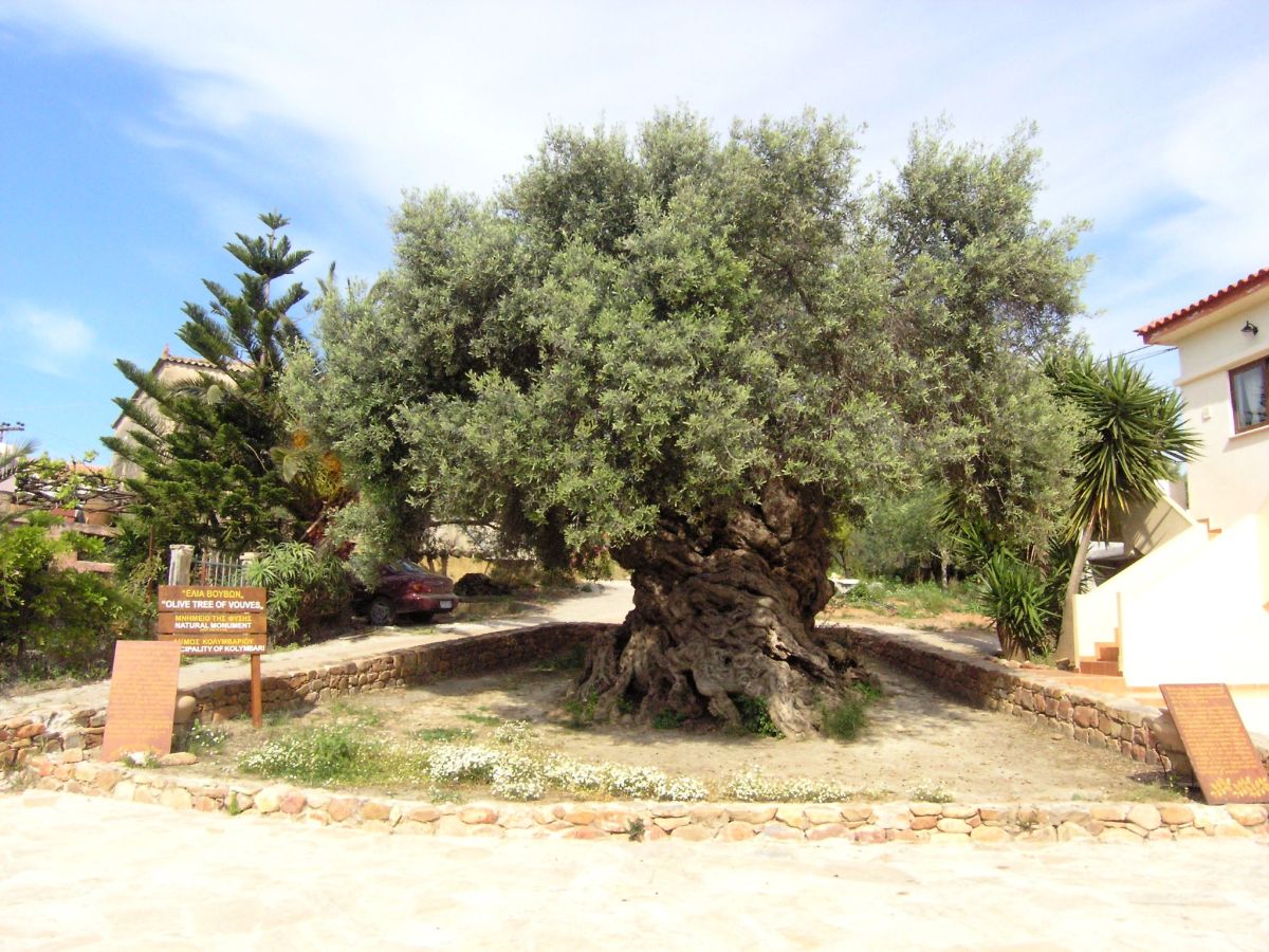 The oldest olive tree in the world: Elia Vouvon