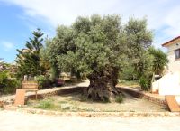 The oldest olive tree in the world: Elia Vouvon