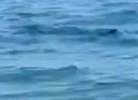 Καλαμάτα: Καρχαριοειδές εμφανίστηκε στα ρηχά [vid]
