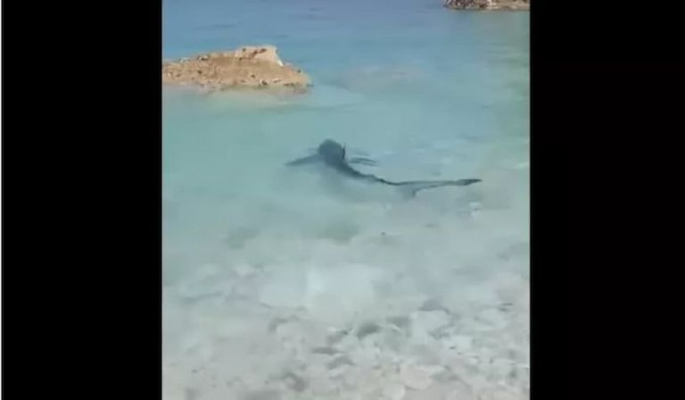 Επτάνησα: Γαλάζιος καρχαρίας «έκοβε βόλτες» σε παραλία [vid]