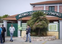 Αττικό Ζωολογικό Πάρκο: Εντολή να διερευνήσει τυχόν ποινικές ευθύνες για την θανάτωση του χιμπατζή
