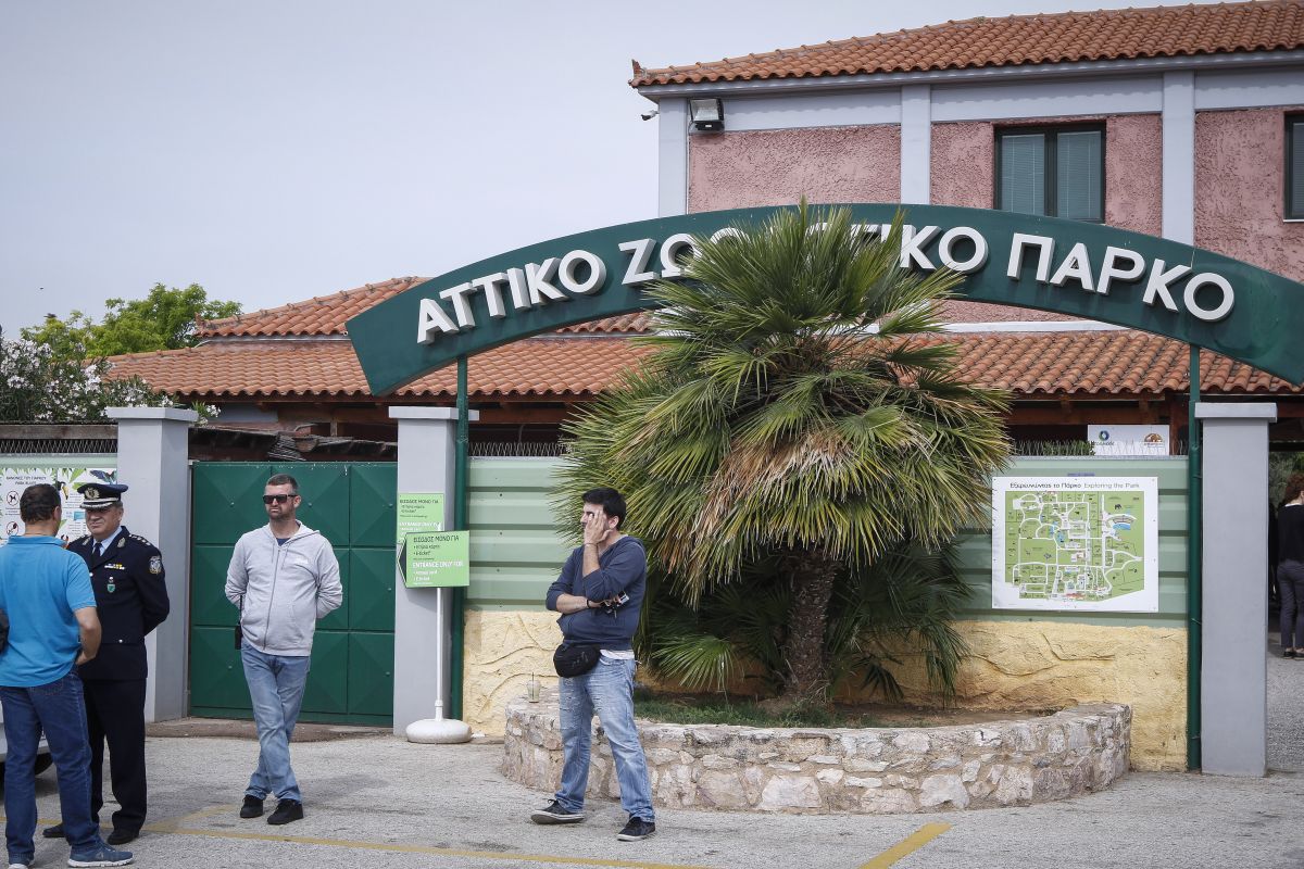 Αττικό Ζωολογικό Πάρκο: Εντολή να διερευνήσει τυχόν ποινικές ευθύνες για την θανάτωση του χιμπατζή