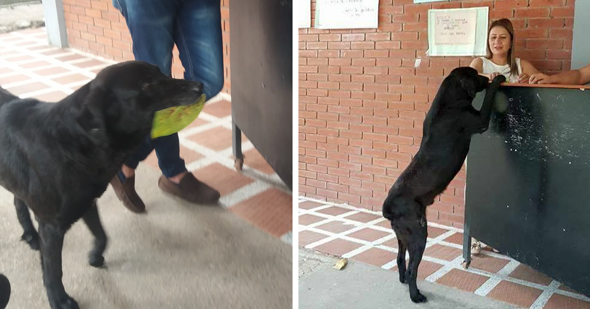 Σκύλος είδε παιδιά να αγοράζουν με χρήματα φαγητό και εκείνος έκανε το ίδιο με φύλλα
