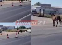 Πάτρα: Αφηνιασμένο άλογο βγήκε στην εθνική και κάλπαζε! [vid]