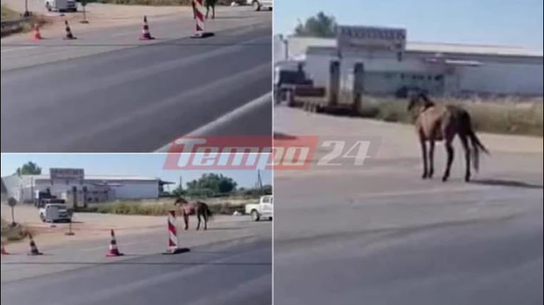 Πάτρα: Αφηνιασμένο άλογο βγήκε στην εθνική και κάλπαζε! [vid]