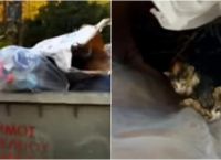 Κρήτη: Πρόστιμο 250.000 ευρώ σε άνδρα που πέταξε γατάκια σε κάδο απορριμμάτων Κρήτη: Πρόστιμο 250.000 ευρώ σε άνδρα που πέταξε γατάκια σε κάδο απορριμμάτων