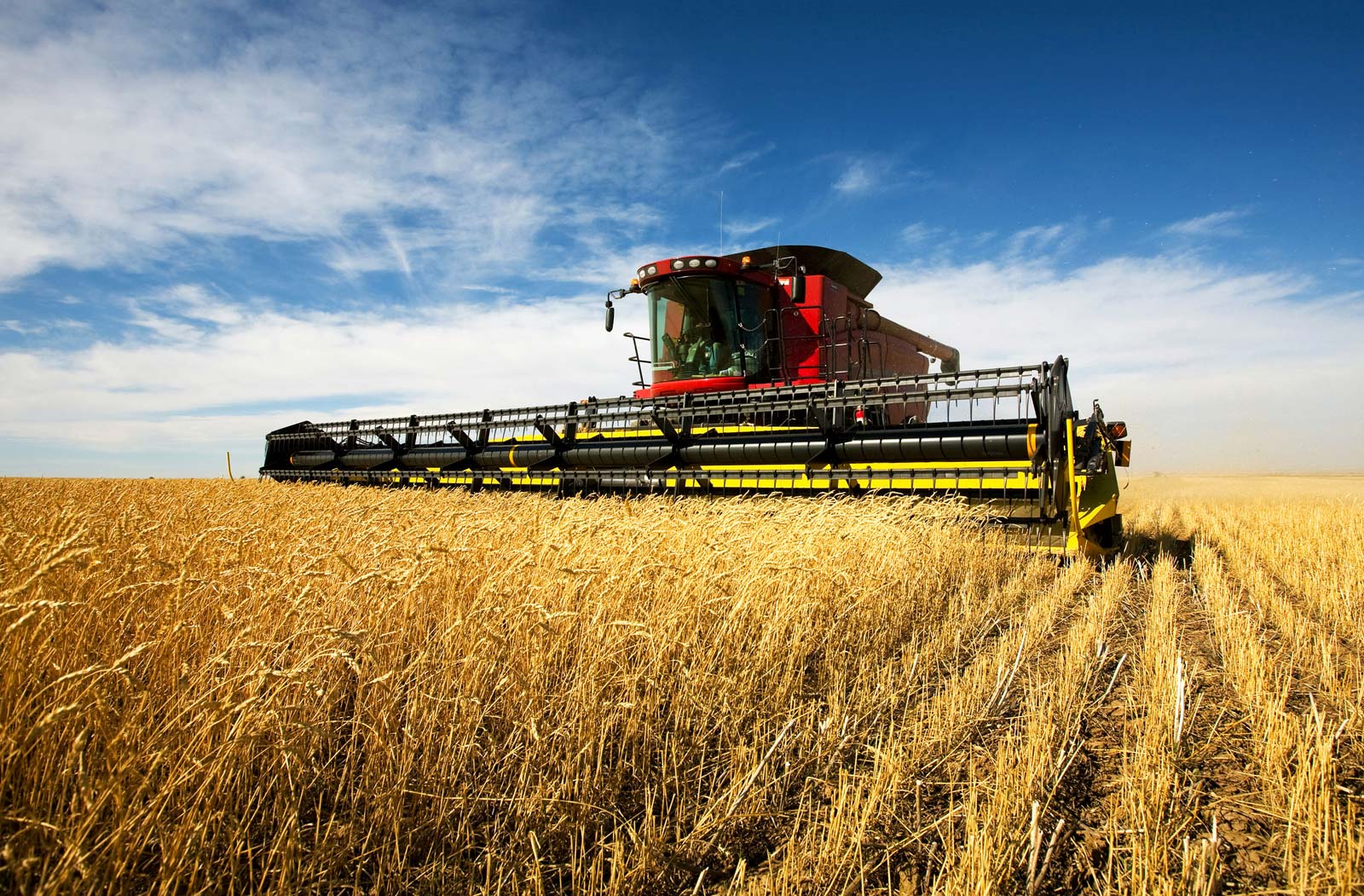 harvesting-wheat