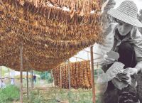 Κοζάνη: Καπνός, μια δυναμική καλλιέργεια που επιλέγουν οι οικογένειες