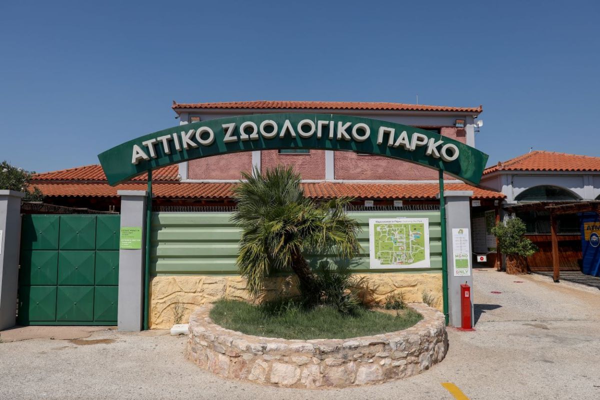 Θανάτωση χιμπατζή: Κλιμάκιο ελεγκτών στο Αττικό Πάρκο μετά την κυβερνητική παρέμβαση