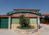 Θανάτωση χιμπατζή: Ποινικό αδίκημα σύμφωνα με τον Αλέξη Κούγια – Αναλαμβάνει την υπόθεση Θανάτωση χιμπατζή: Ποινικό αδίκημα σύμφωνα με τον Αλέξη Κούγια – Αναλαμβάνει την υπόθεση