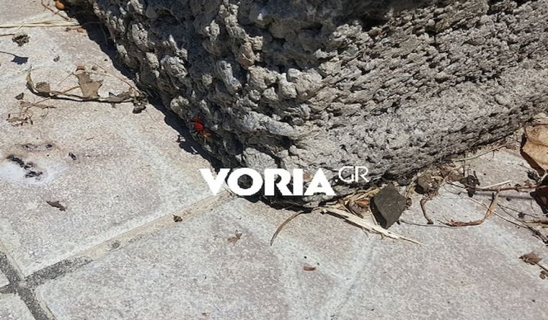 Θεσσαλονίκη: Δείτε σε ποια περιοχή εμφανίστηκε η αράχνη – πασχαλίτσα [pics]