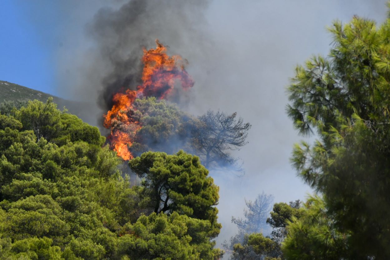 Φωτιά τώρα: Πυρκαγιά στην Αδρίτσαινα Ηλείας