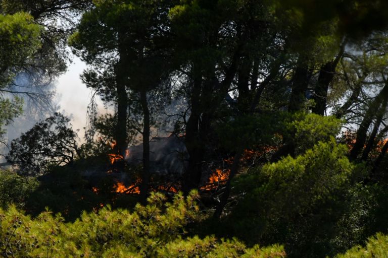 Πυρκαγιές σε Κύμη και Πάτρα