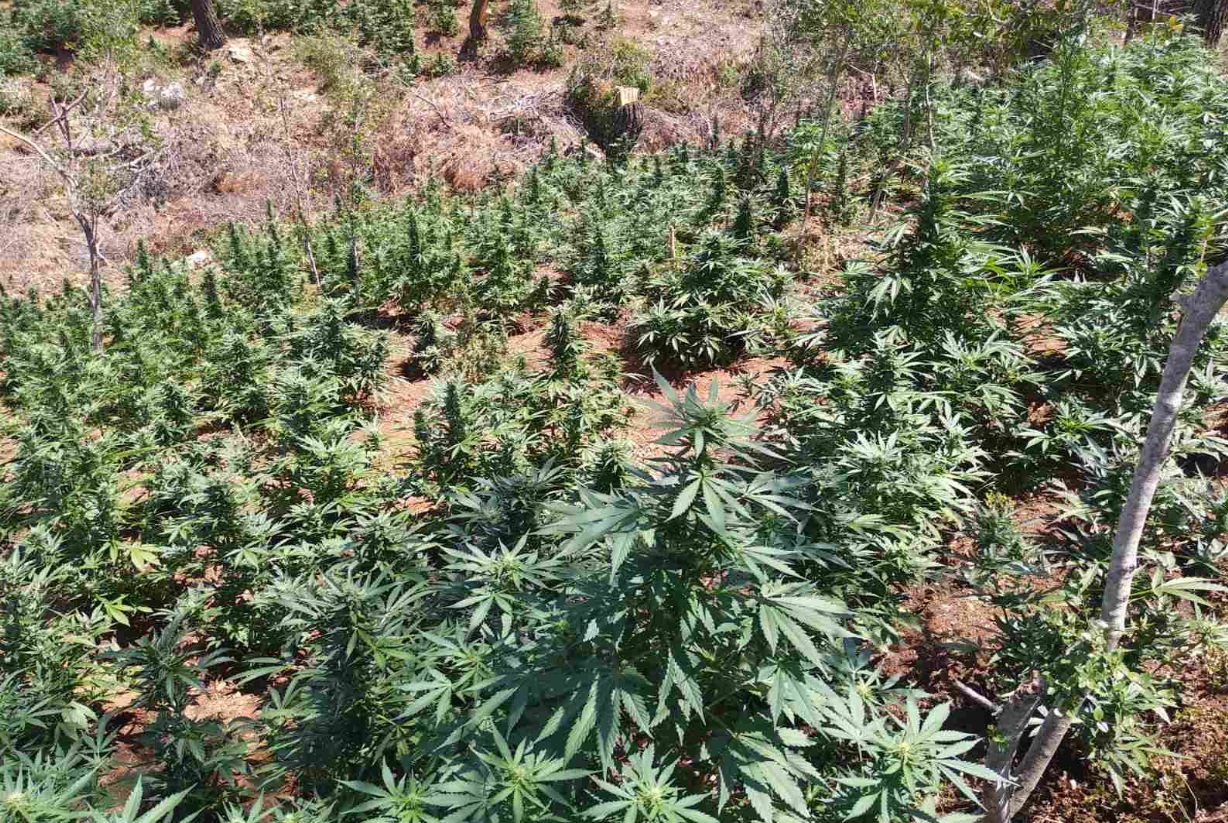 Χαλκιδική: Εντοπίστηκε φυτεία με δενδρύλλια κάνναβης σε ορεινή περιοχή