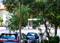 Περισσότερα από 3.700 δέντρα προστέθηκαν μέσα σε 2,5 χρόνια στο κέντρο και τις γειτονιές