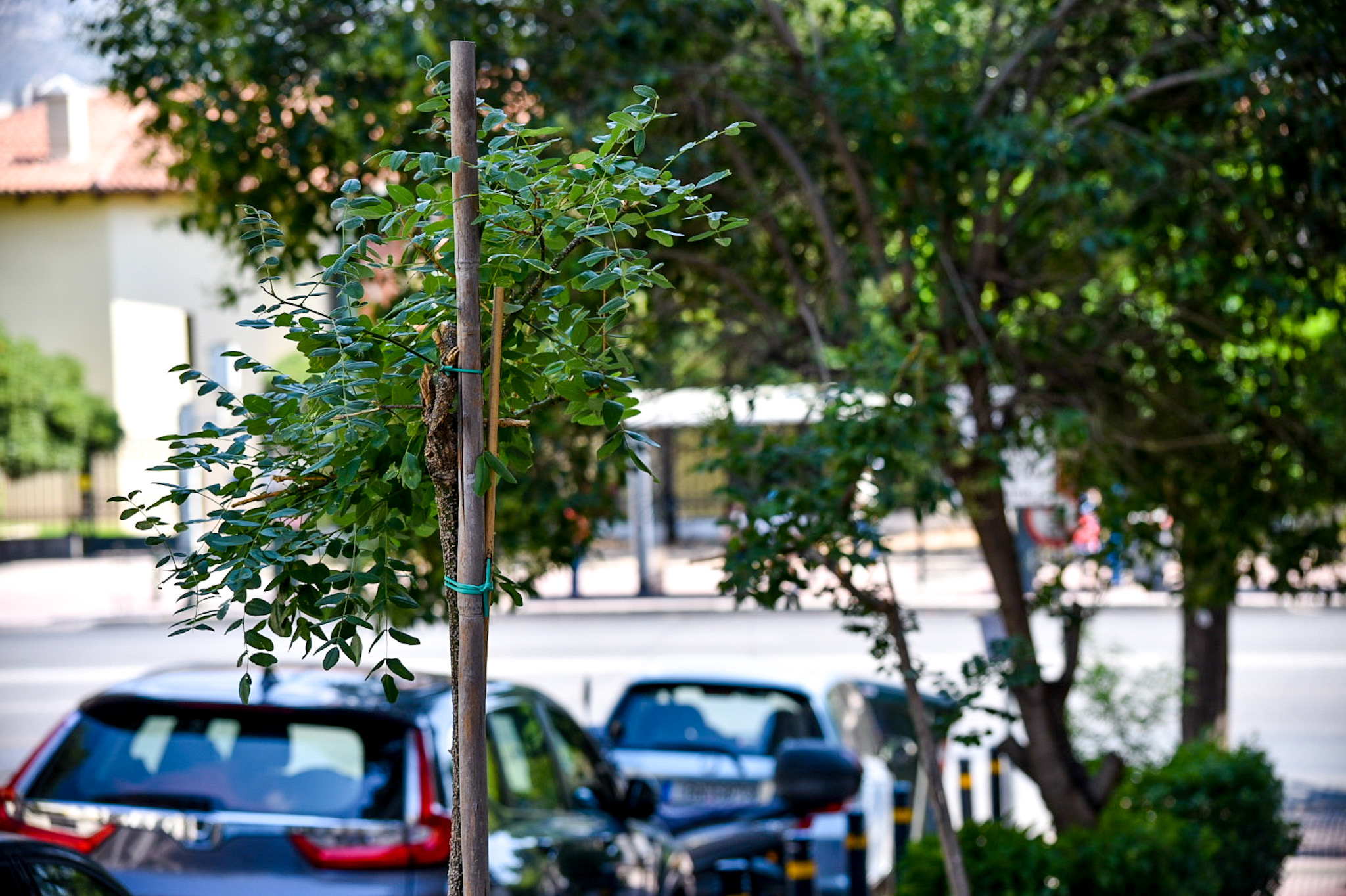 Περισσότερα από 3.700 δέντρα προστέθηκαν μέσα σε 2,5 χρόνια στο κέντρο και τις γειτονιές
