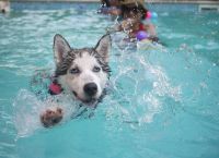 Deutsche Welle: Πώς προστατεύουμε τα κατοικίδιά μας σε περιόδους καύσωνα;