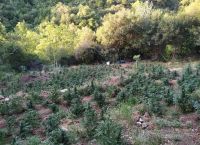 Κρήτη: Προφυλακίστηκαν οι δύο από τους 5 συλληφθέντες για καλλιέργεια και κατοχή κάνναβης Κρήτη: Προφυλακίστηκαν οι δύο από τους 5 συλληφθέντες για καλλιέργεια και κατοχή κάνναβης
