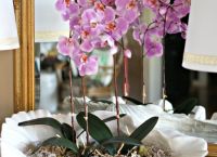 Το Orchid Flower είναι το Χρώμα της Χρονιάς για το 2022