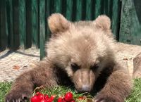 Florina: Thomas the orphan bear eats cherries and goes viral (VIDEO)
