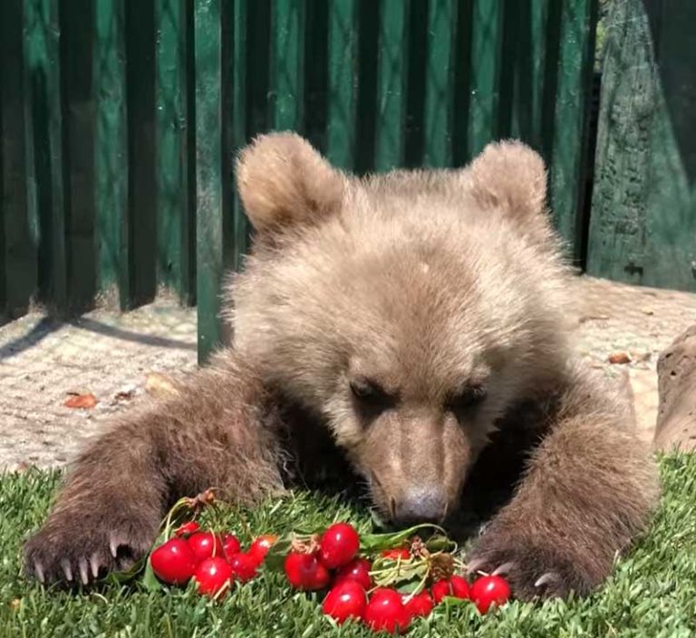 Florina: Thomas the orphan bear eats cherries and goes viral (VIDEO)
