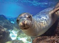 Alonissos Marine Park: The Largest Reserve of its Kind in the World