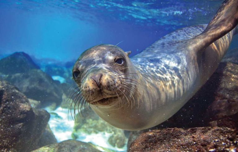 Alonissos Marine Park: The Largest Reserve of its Kind in the World
