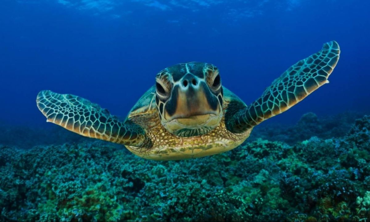 Caretta caretta benefited from Covid lockdowns