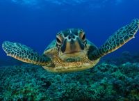 Caretta caretta benefited from Covid lockdowns