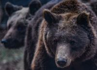 Καστοριά: Αρκούδα με τα δύο μωρά της έκανε βόλτες στο εμπορικό κέντρο