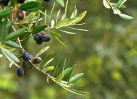 Ελιές Χαλκιδικής: Μεγάλη καταστροφή 1,8 εκατ. ευρώ λόγω χαλαζόπτωσης