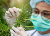 Cannabis use in Ancient Greece Cannabis use in Ancient Greece
