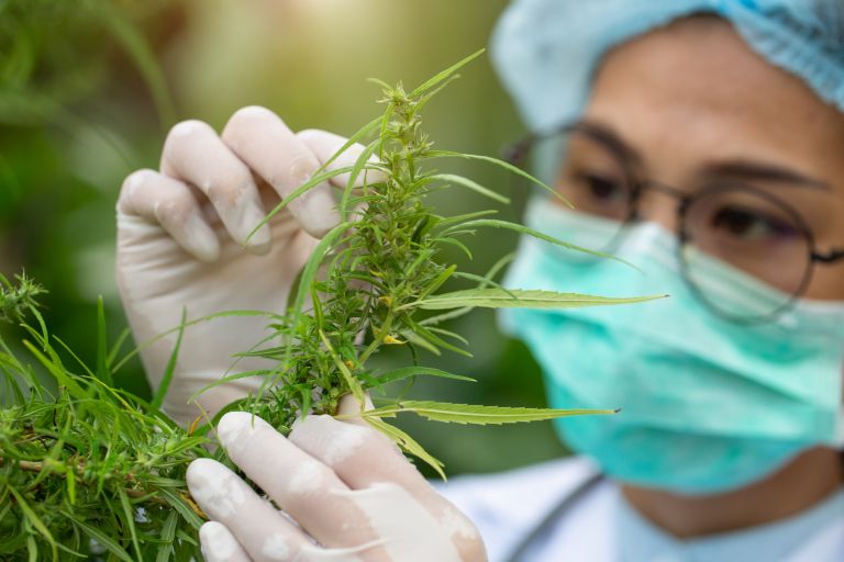 Cannabis use in Ancient Greece