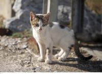 Θεσσαλονίκη: Επικήρυξαν με 3.000 ευρώ τον άνδρα που σκότωσε το γατάκι Θεσσαλονίκη: Επικήρυξαν με 3.000 ευρώ τον άνδρα που σκότωσε το γατάκι