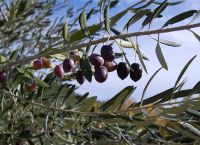Δυτική Ελλάδα: Εισήγηση για αύξηση των επιδοτήσεων στα ελαιοτριβεία Δυτική Ελλάδα: Εισήγηση για αύξηση των επιδοτήσεων στα ελαιοτριβεία