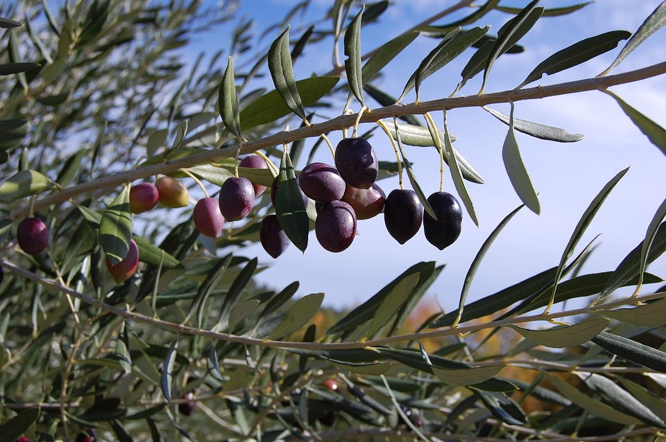 Δυτική Ελλάδα: Εισήγηση για αύξηση των επιδοτήσεων στα ελαιοτριβεία