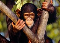 WWF: Mέσα σε λιγότερο από 50 χρόνια σπάνια άγρια ζώα εξαφανίσθηκαν