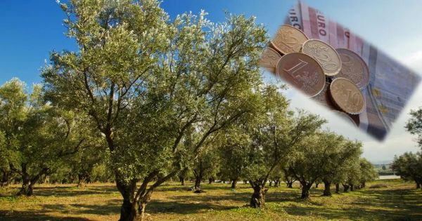 Σε μία από τις καλύτερες χρονιές των τελευταίων δεκαετιών εξελίσσεται το 2022 για την ελαιοπαραγωγή