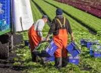 Egypt provides 5,000 seasonal workers to help Greek agricultural sector