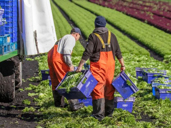 Egypt provides 5,000 seasonal workers to help Greek agricultural sector
