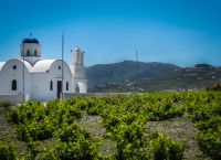Greek vineyards: A year of exceptional quality for the wines of Megara