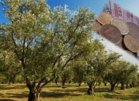 Σε μία από τις καλύτερες χρονιές των τελευταίων δεκαετιών εξελίσσεται το 2022 για την ελαιοπαραγωγή Σε μία από τις καλύτερες χρονιές των τελευταίων δεκαετιών εξελίσσεται το 2022 για την ελαιοπαραγωγή