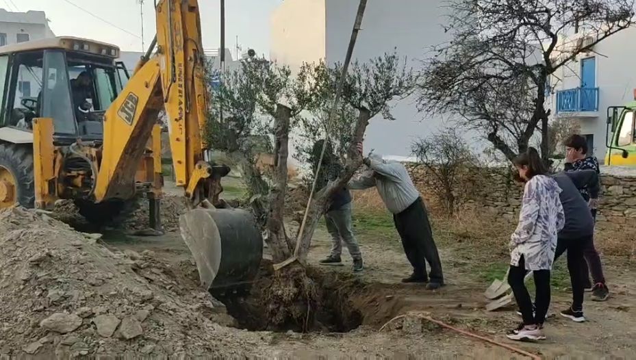 Τρία ελαιόδεντρα «υιοθέτησε» το Γυμνάσιο Σχοινούσας  με τη συνδρομή της ΕΡΓΟΣΕ