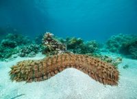 Kyllini: 761 kg of illegal sea cucumbers worth up to 1 million euros were seized