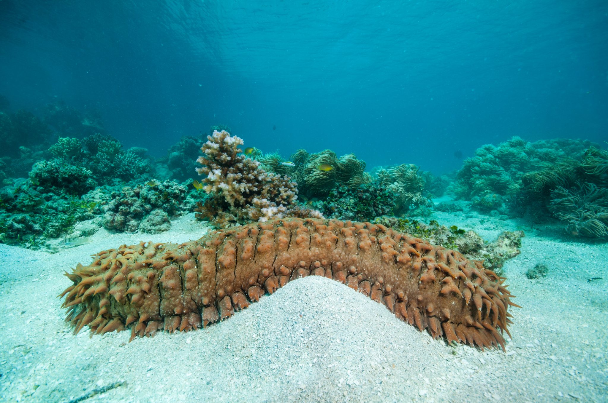 Kyllini: 761 kg of illegal sea cucumbers worth up to 1 million euros were seized